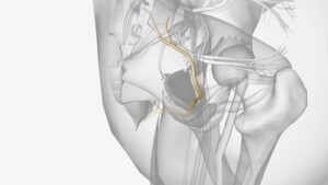 Pudendal Nerve Compression Surgery